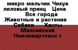 микро мальчик Чихуа лиловый принц › Цена ­ 90 - Все города Животные и растения » Собаки   . Ханты-Мансийский,Нижневартовск г.